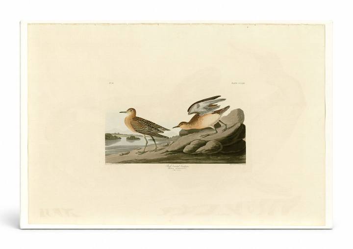 Buff-breasted Sandpiper (Plate 265)