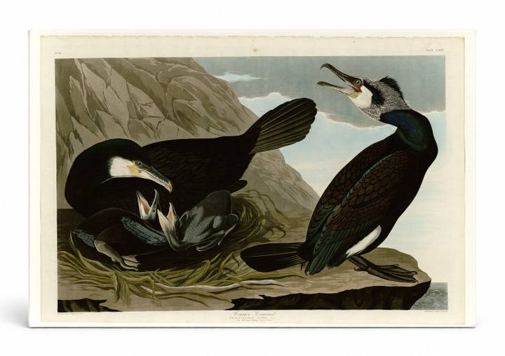 Common Cormorant, Plate 266 (1835)