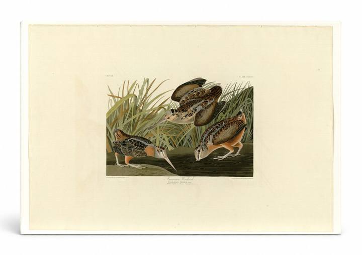 American Woodcock, Plate 268