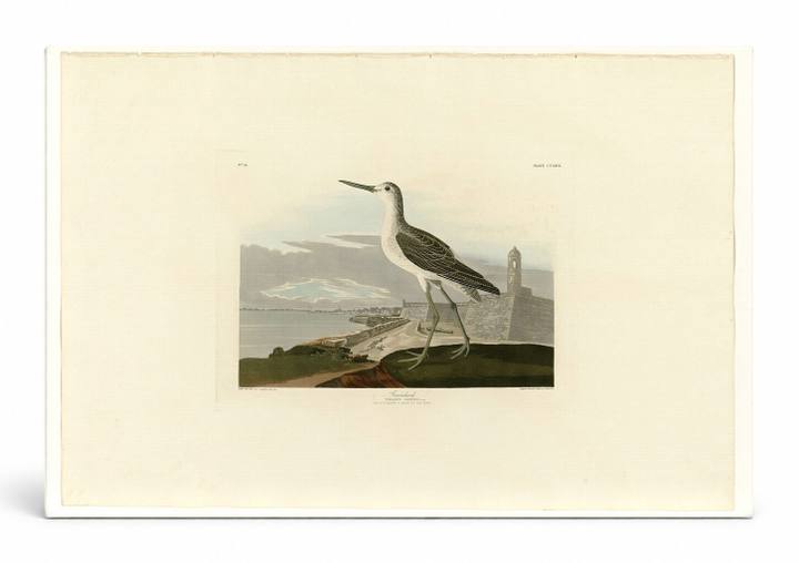 Greenshank, Plate 269 (1836)