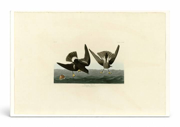 Stormy Petrel, Plate 270 (1835)