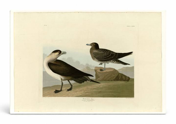 Richardson's Jager (Plate 272)