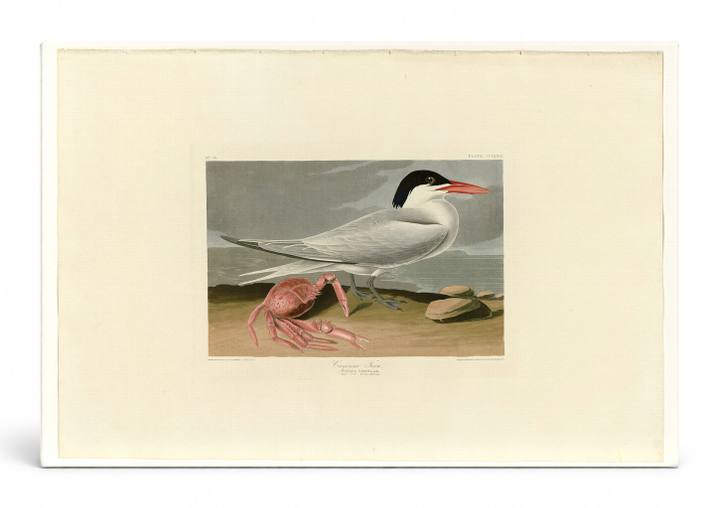 Cayenne Tern, Plate 273