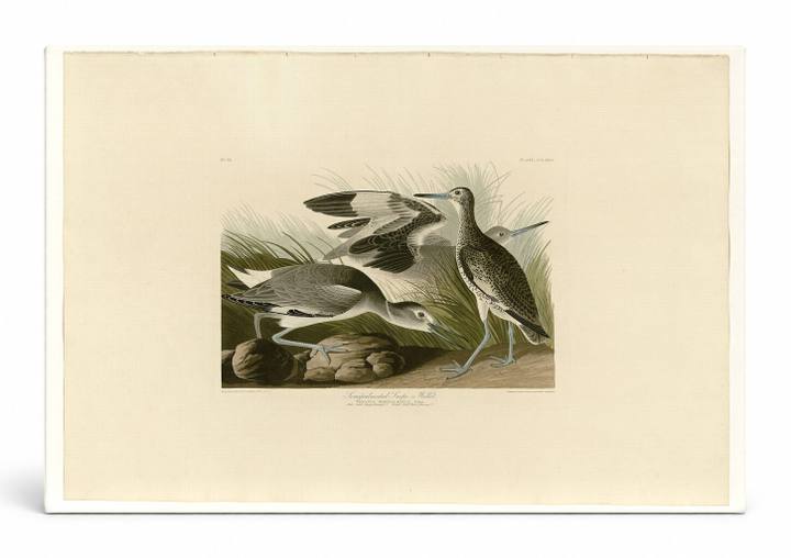 Semipalmated Snipe, or Willet – Plate 274