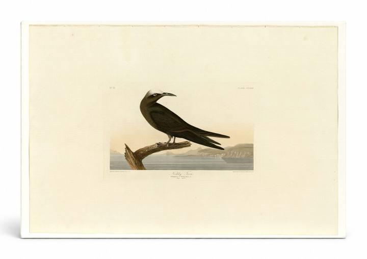 Noddy Tern, Plate 275 (1838)