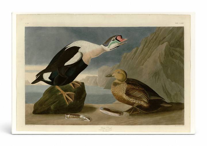 King Duck, Plate CCLXXVI (1836)