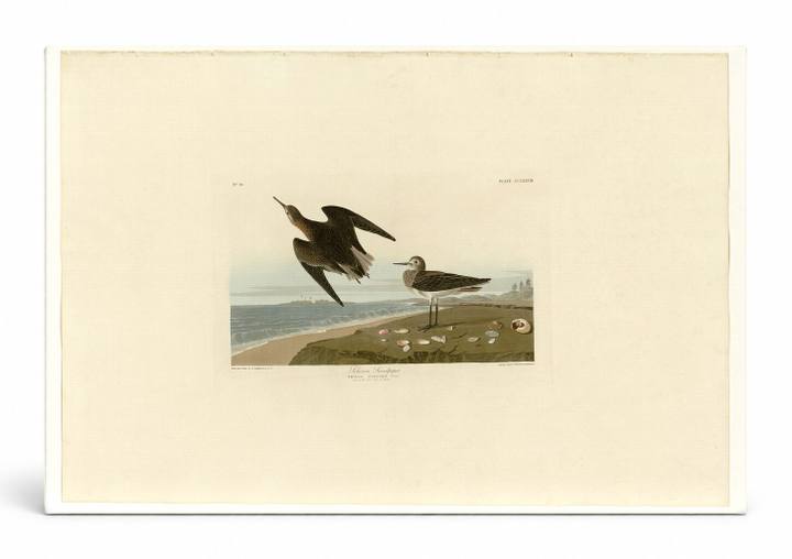 Schinz's Sandpiper, Plate 278