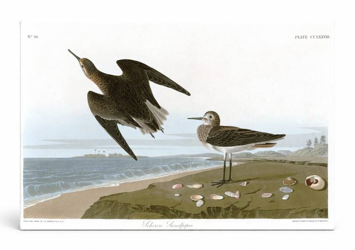 Schinz's Sandpiper, Plate CCLXXVIII (1838)