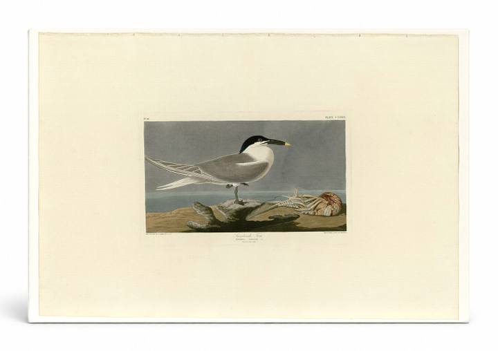 Cabot's Tern, Plate CCLXXIX (1835)