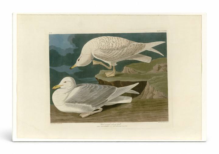 White-winged Silvery Gull, Plate 282