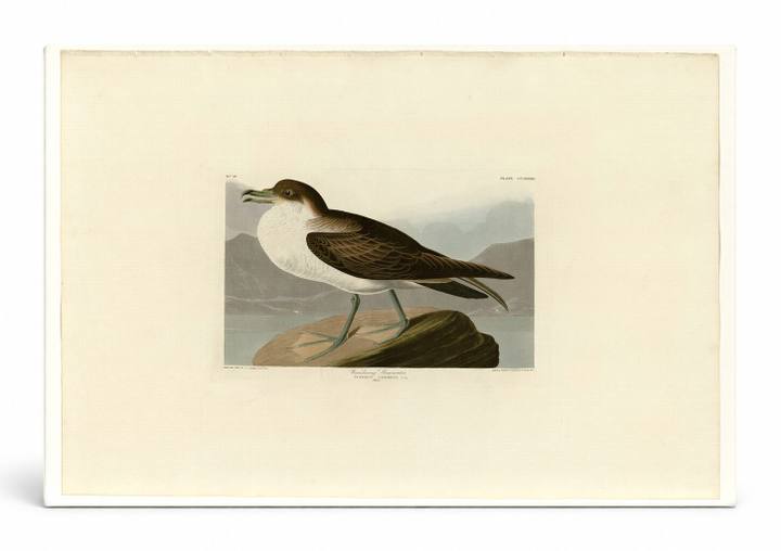 Wandering Shearwater, Plate 283 (1838)