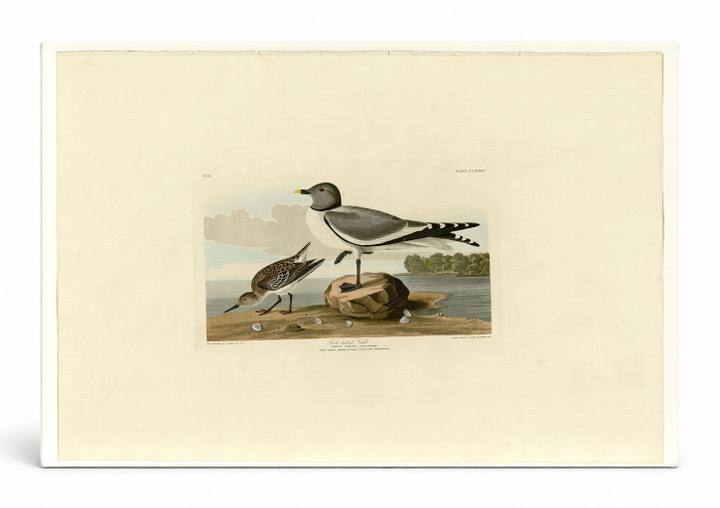 Fork-tailed Gull, Plate 285