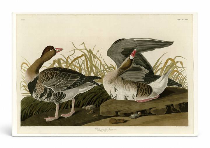 White-fronted Goose, Plate CCLXXXVI (1836)