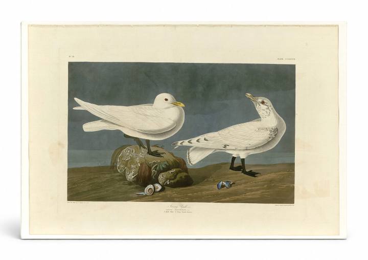 Ivory Gull, Plate 287 (1838)