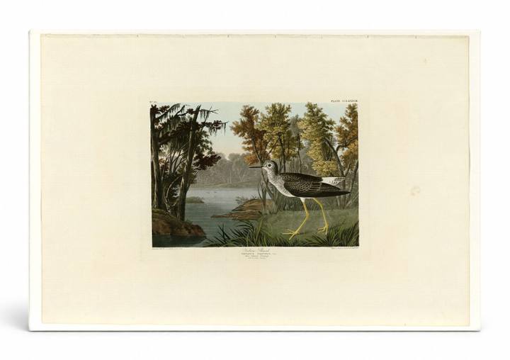 Yellow Shank, Plate 288 (Birds of America)