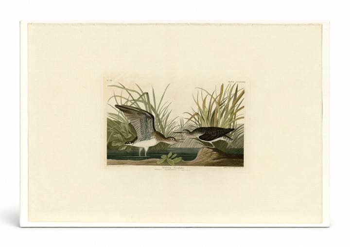 Solitary Sandpiper (Plate CCLXXXIX)