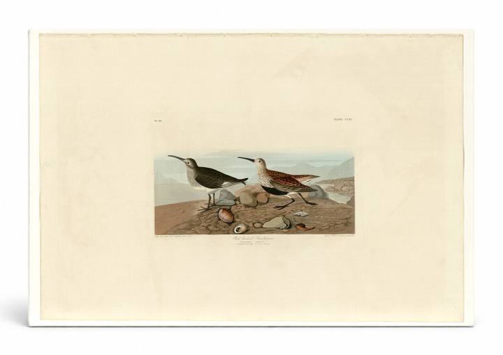 Red-backed Sandpiper, Plate CCLXXX (1836)