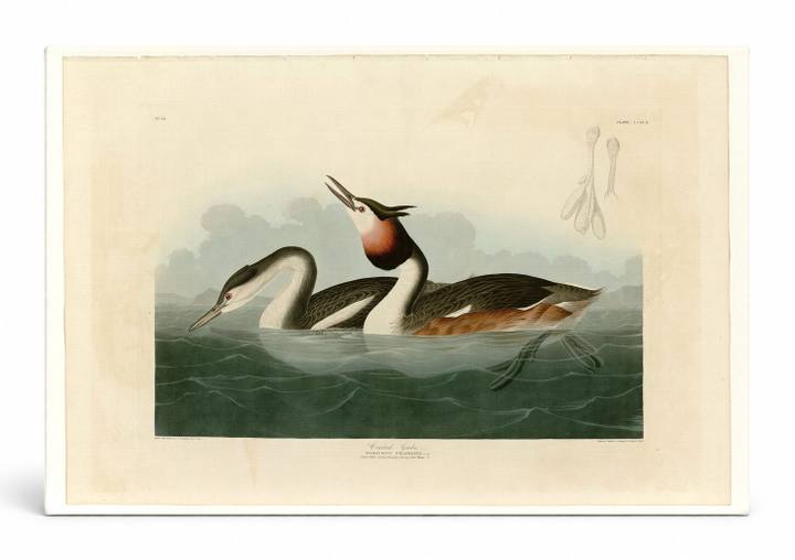 Crested Grebe, Plate CCCXCII (1838)