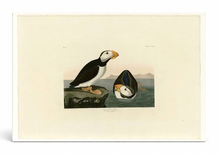 Large-billed Puffin, Plate CCXCIII (1834)