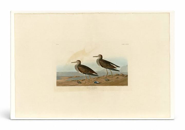 Pectoral Sandpiper, Plate 294 (1835)