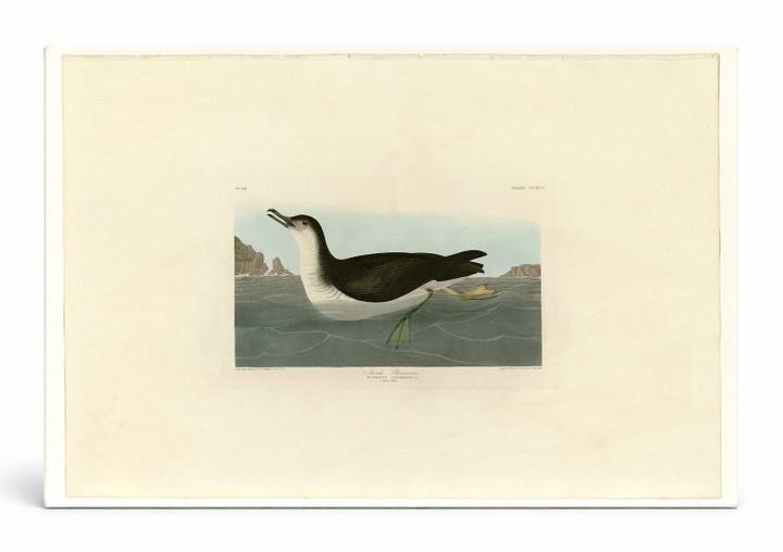 Manks Shearwater, Plate CCXCV (1835)