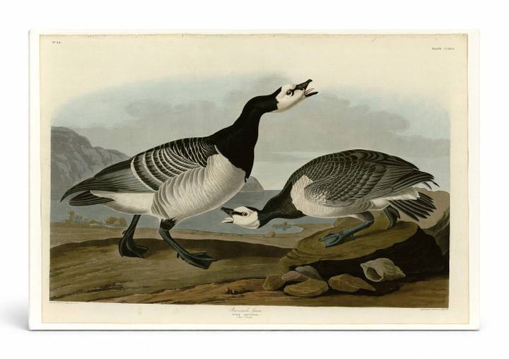 Barnacle Goose, Plate CCXCVI (1836)