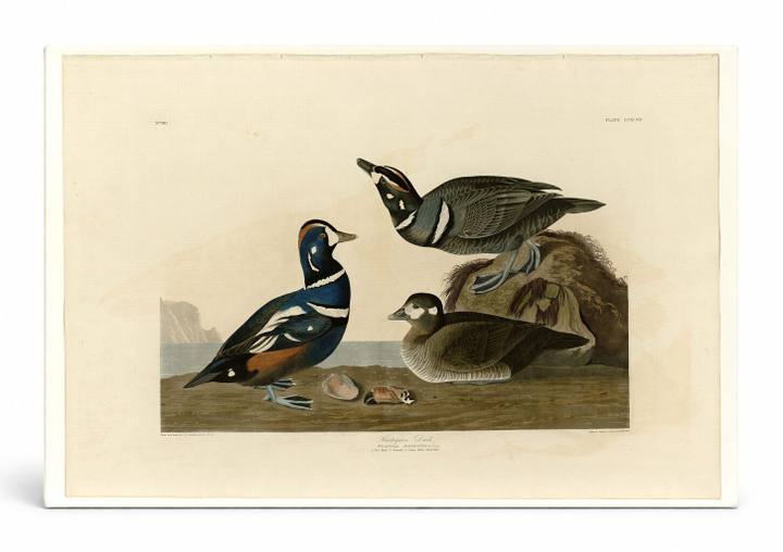 Harlequin Duck, Plate 297 (1836)