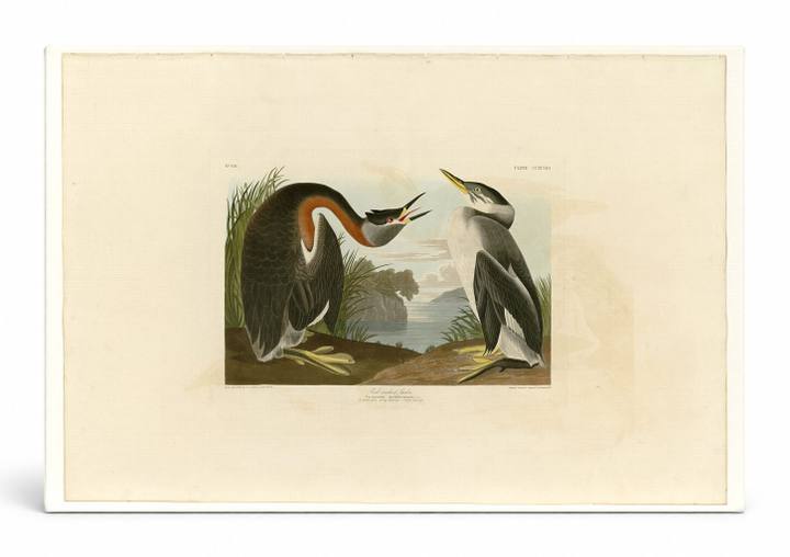 Red-necked Grebe, Plate CCCXCVIII (1836)