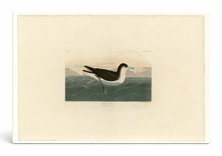 Dusky Petrel (Plate 299)