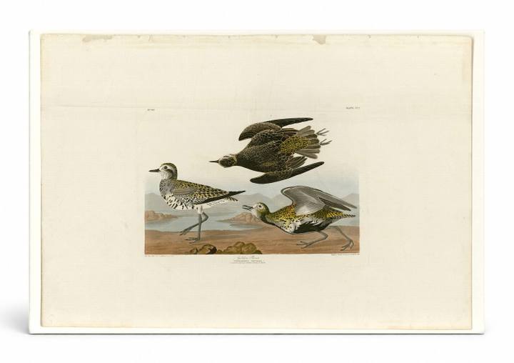 Golden Plover (Plate 300)