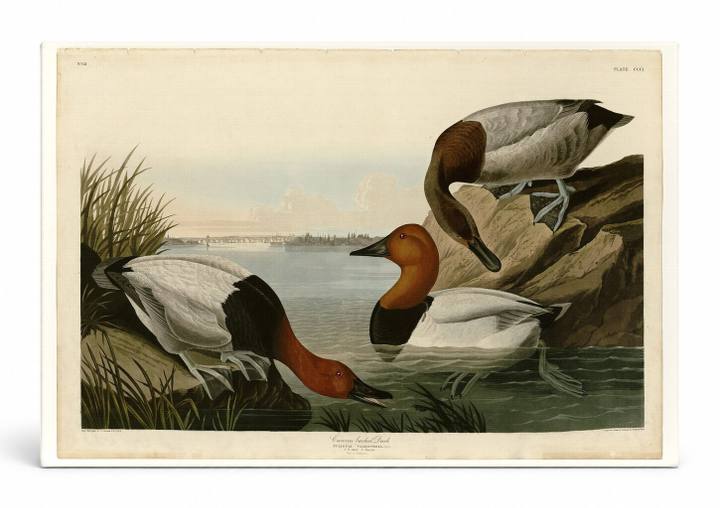 Canvas-backed Duck (Plate CCCI)