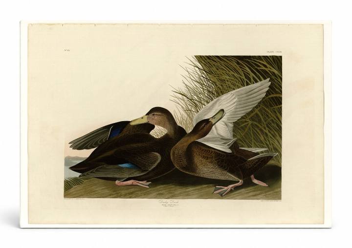 Dusky Duck, Plate 302 (1838)