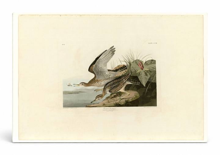 Bartram Sandpiper (Plate 303)
