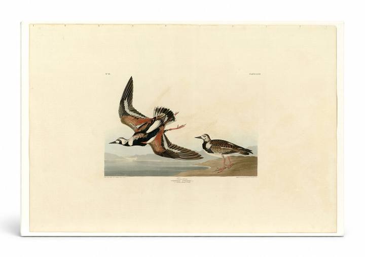 Turnstone, Plate 304 (1835)