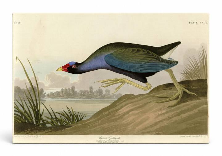 Purple Gallinule (Plate CCCV)