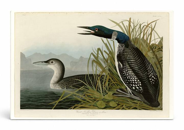 Great Northern Diver or Loon (Plate 306)