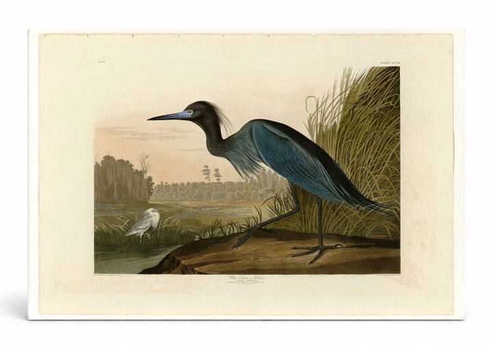 Blue Crane or Heron, Plate CCVII (1834)