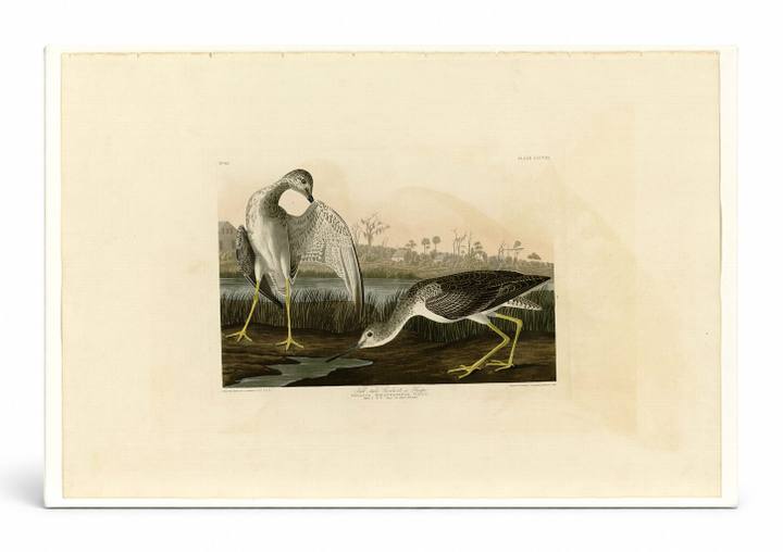 Tell-tale Godwit or Snipe, Plate 308