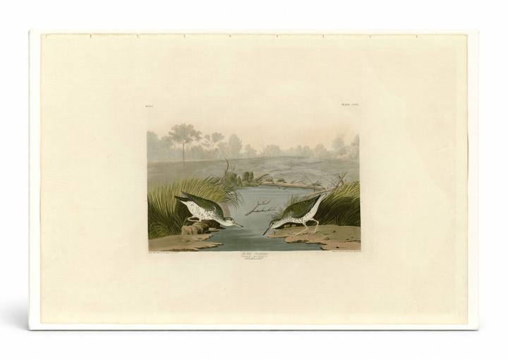 Spotted Sandpiper, Plate CCCX (1835)