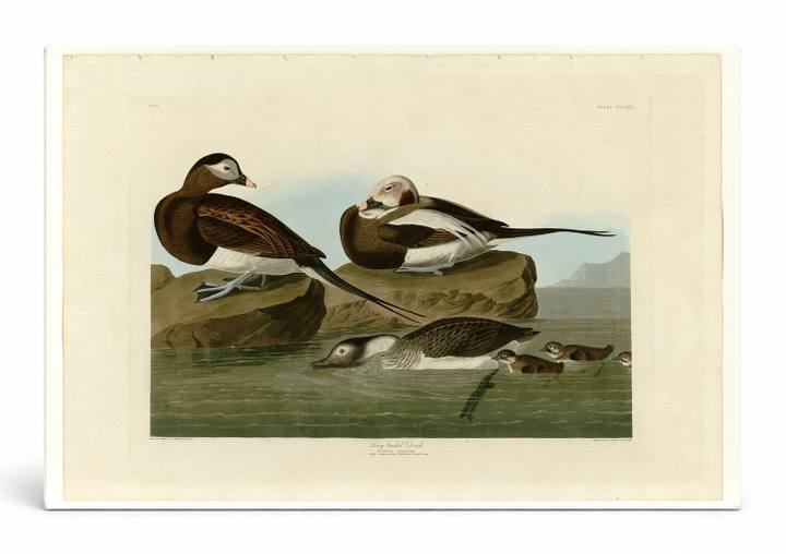 Long-tailed Duck, Plate CCCXII (1836)