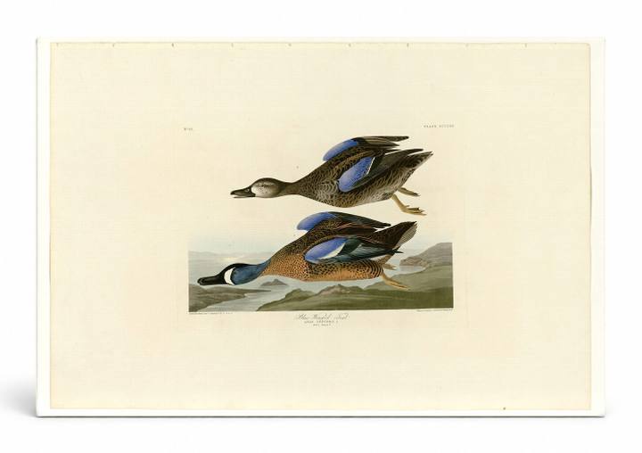 Blue-Winged Teal (Plate CCCXIII)
