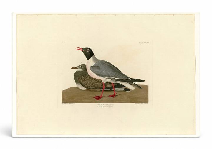 Black-headed Gull, Plate 314