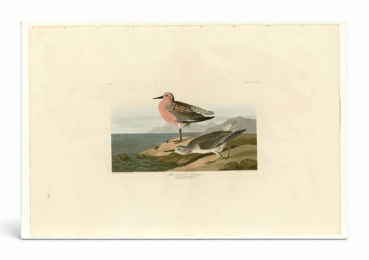 Red-breasted Sandpiper, Plate 315 (1835)