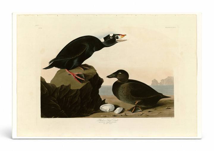 Black or Surf Duck (Plate 317)