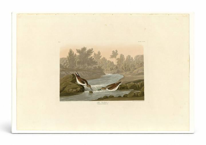 Little Sandpiper (Plate CCCXX)