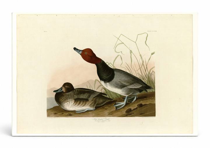 Red-headed Duck, Plate 322