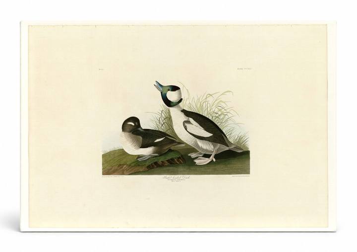 Buffel-headed Duck, Plate 325 (1836)