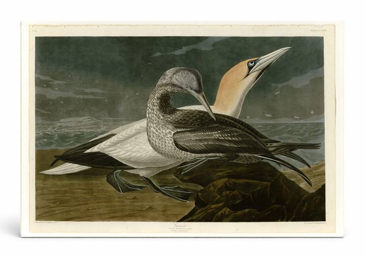 Gannet, Plate 326 (1838)