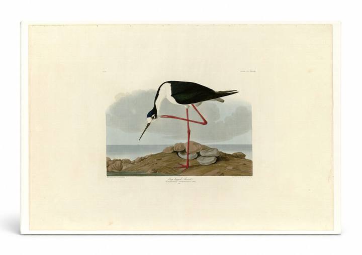 Long-legged Avocet, Plate 328 (1838)