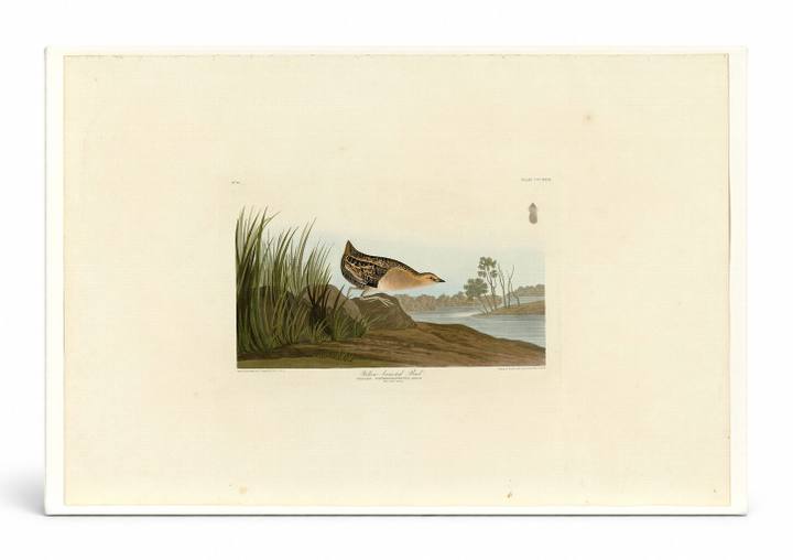 Yellow-breasted Rail (Plate CCCXXIX)
